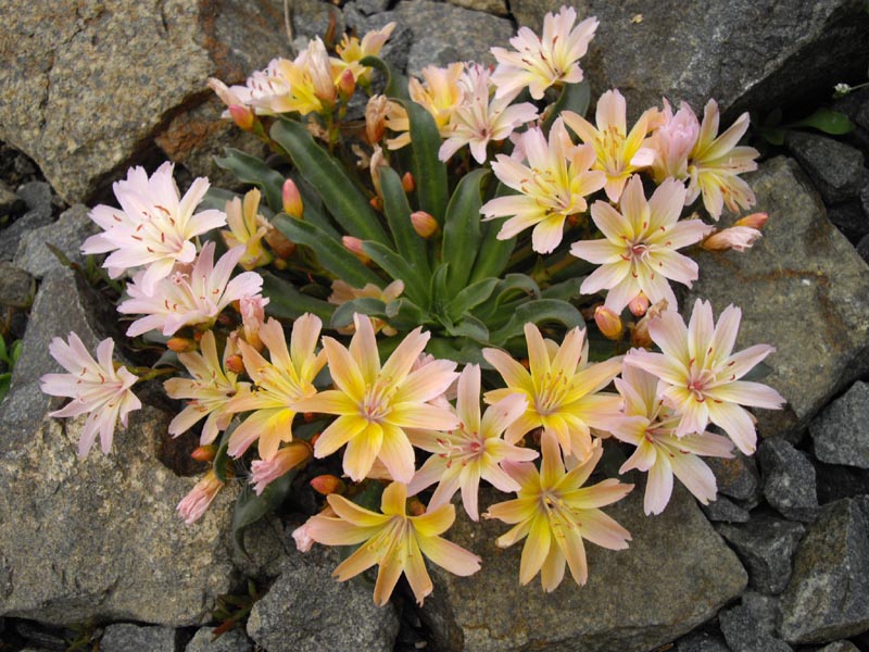 Lewisia longipetala 'Little Peach' photo